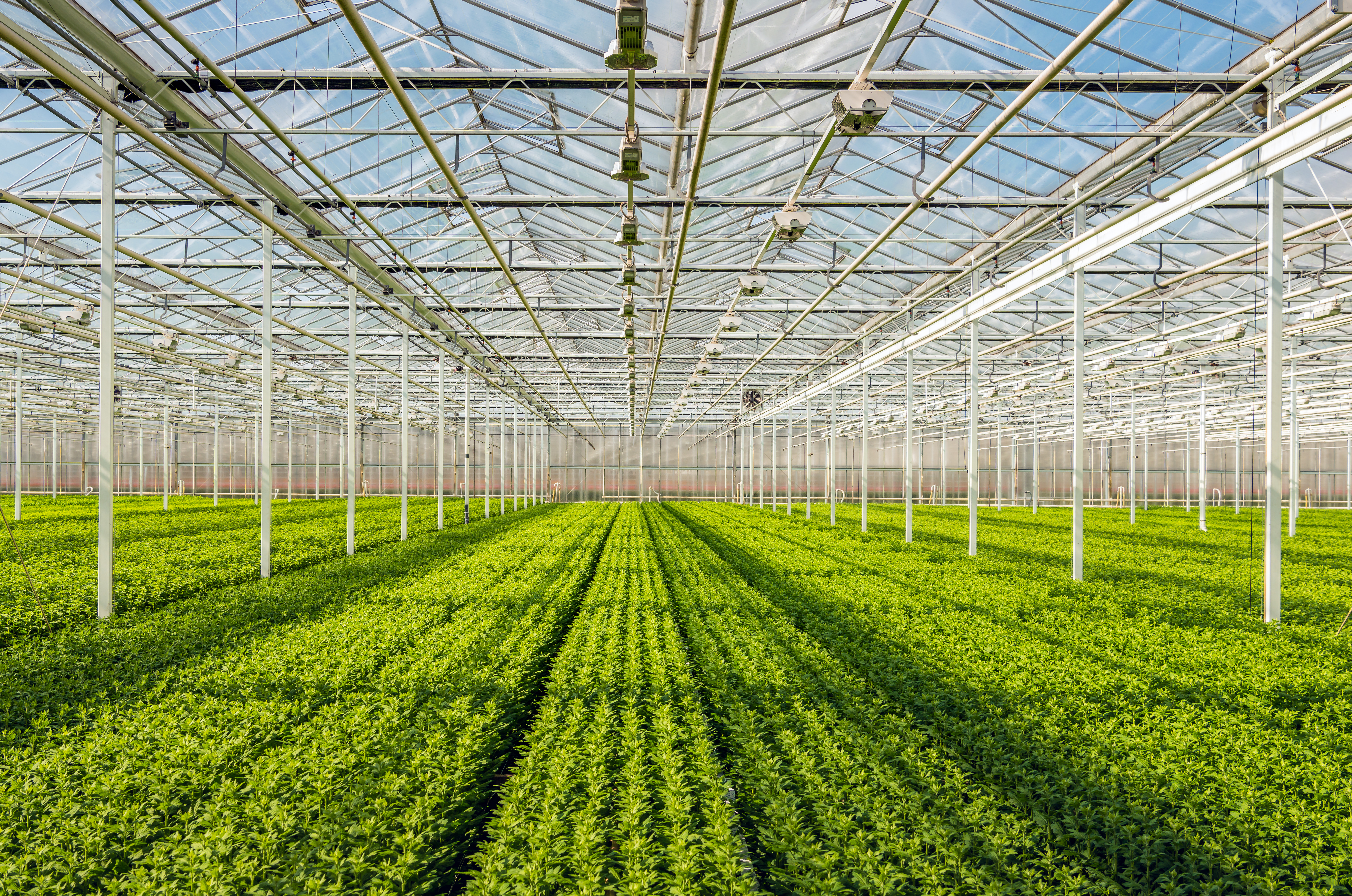 Researchers in a greenhouse
