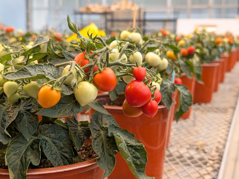 Tomato transplants from IonMetrik's first trial at Biopterre